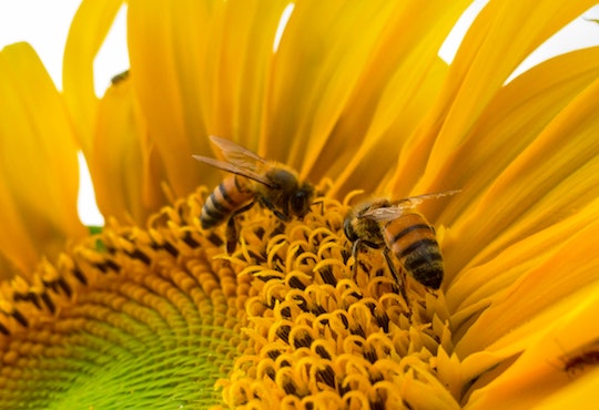 Killer Pesticides Decimating Bee Populations in Brazil