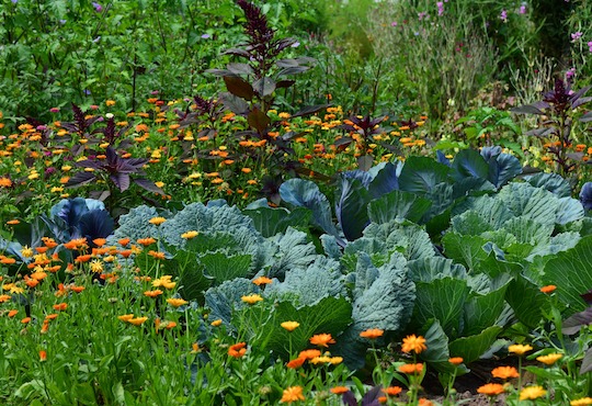 40% of world’s plant species at risk of extinction