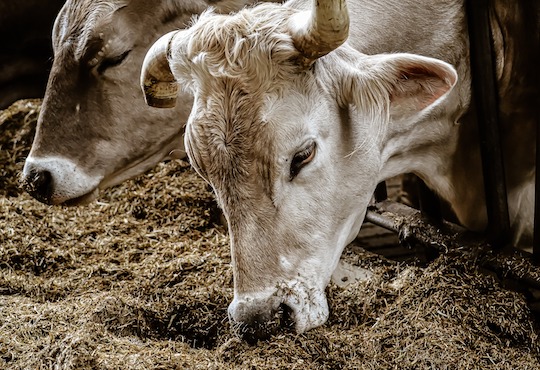 Meat Should Cost 3 Times More_German Grocer Shows Consumers Hidden Environmental Price Of Food