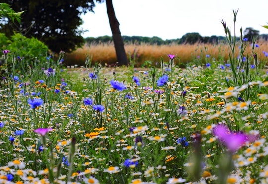 To make good, healthy cheese you need natural, diverse meadows