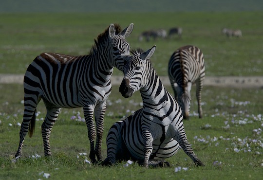 The Biodiversity Crisis Needs Its Net Zero Moment