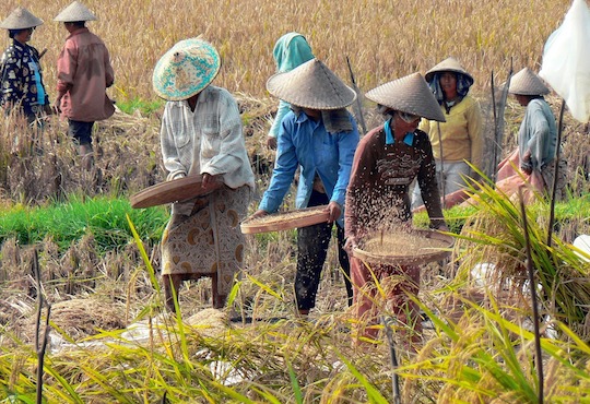 Tourists gone, Bali’s young entrepreneurs eye sustainable future