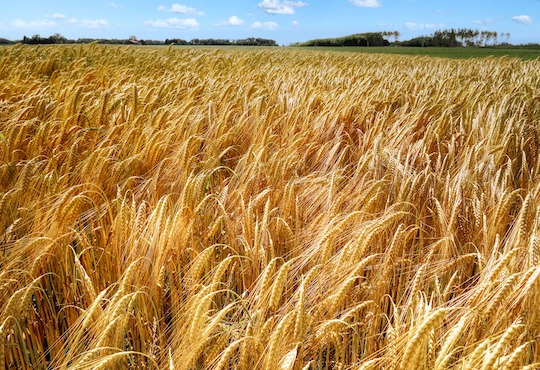 How Russia’s invasion of Ukraine will worsen global hunger