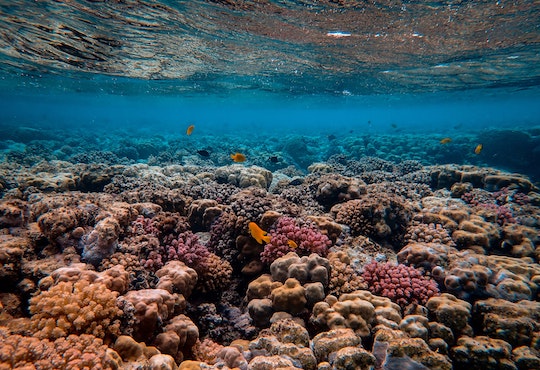 UN Ocean Conference ends with call for greater global commitment to address dire state of the ocean