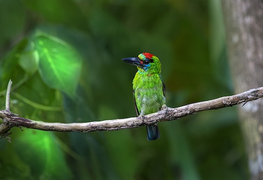 COP15 ends with landmark biodiversity agreement
