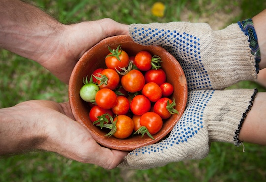 Open-source, interactive database for farmers and foresters goes online