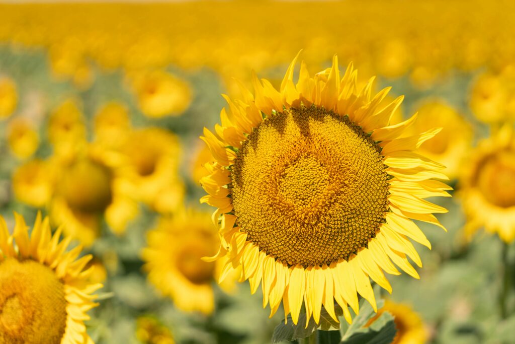 EU agrifood trade policy reform