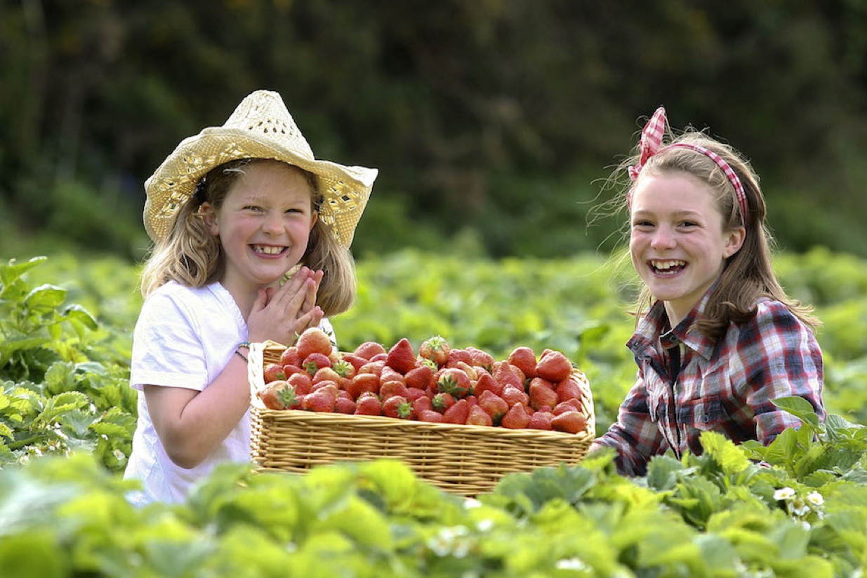 15/5/2011 The Wexford food festival in the Sunny South East. Pictured are sisters Megan (Age 7) and Holly Johnson (Age 10) at Greens Berry Farm, Wexford picking Juicy Strawberries for the inaugural Wexford Food festival which starts next Weekend (May 20th-22nd). photo Patrick Browne
Sunday May 15th, 2011
Medieval Cooking Methods, Local Produce and Viking Shield making on the Menu as the Countdown to the inaugural Wexford Food Festival begins
The inaugural Wexford Festival of Food will take place this weekend May 20 to 22 in Wexford town and a mouth-watering programme of events in on offer for the three day Festival of Food, which features the ancient cooking methods of ancient Wexford and the very best of South East produce.
The festival will take place throughout the town and offers an exciting programme of events including; Celebrity Chefs Catherine Fulvio and Wexford Chef Phelim Byrne who will be on hand to whip up some cuisine using Italian and Fusion cooking styles at cookery demonstrations on Friday, May 20, an enormous ‘Local Producers Market’ with the very best of artisan food produce from the epicentre of the Sunny South East and a Hog Roast will provide cracking fun on Saturday; and Sunday morning blues will be shaken off with a Wexford Produced Jazz Brunch.
Harking back to a medieval era Saturday commences with a memorable feast for the eyes and taste buds in the heart of Wexford town with a spit Hog Roast and Crackling good food at Trimmers Lane from 11am. Continuing on the ancient theme the age old ‘Fulacht Fiadh’ style of cooking will be demonstrated at The Irish National Heritage Park on Saturday and Sunday of the festival weekend. used by our ancestors as far back to the early Christian age between 500 BC and 1169 AD skinned animals were wrapped in straw and placed into a pit of boiling water which had been heated using rocks from a fire.
Reflecting Wexford’s Viking Heritage, The Irish National Heritage Park will also host a shield making workshop in Trimmers Lane. Children will have the opportunity to make and decorate shields using historical inspired designs throughout Saturday and Sunday.
A mile long Wexford Festival Restaurant Trail will take in a host of critically acclaimed restaurants throughout Wexford town to suit every pocket and taste.
Finishing the festival in style is a Jazz Brunch on Sunday, May 22 in the courtyard in Whites of Wexford where local produce is to the fore. The final day of the festival coincides with the Wexford Half Marathon.
Chairperson of the Festival Gary Johnston said, “We held a one day Wexford Food Fair last year and the number of people that attended was phenomenal, we were amazed at the huge level of interest in the finest of south east food produced right here in Wexford. This year the festival will take place over three days and we are looking forward to welcoming visitors from near and far to Wexford town.”
The festival aims to celebrate the quality, diversity and wholesomeness of locally and regionally produced food, Wexford Food Festival will provide a platform for artisan food producers and the many critically acclaimed restaurants located in Wexford town. There are free and ticketed events over the weekend with something for all age groups.
The Festival is supported by Wexford Borough Council, Wexford Chamber, Wexford Creamery, Wexford County Enterprise Board, Wexford Insurances and Graphedia. For tickets and further information on the festival visit www.wexfordfoodfestival.ie
ENDS – May 15, 2011.
Photographs by Patrick Browne: 086 2515700
For further information or to arrange an interview with the food festival chairperson please contact Ann Power on 086 3065588 or ann@powerhousepr.ie